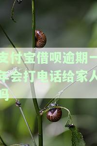 支付宝借呗逾期一年会对征信产生何种影响？多久能消除记录？