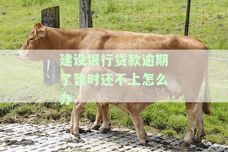 建设贷款逾期会宽限几天？影响征信的时间是多久？