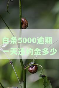 白条500逾期几天会上征信？影响大吗？法律责任如何？