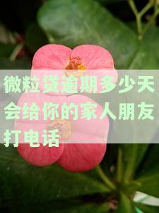 微粒贷逾期多久会打电话给家人进行催收?