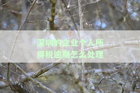 深圳个税逾期后能否网上申报？如何操作及处罚标准？