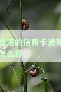香港欠信用卡不还的后果是什么？逾期多久会被追究？