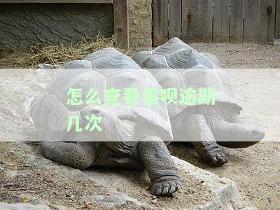 如何查看借呗逾期次数？
