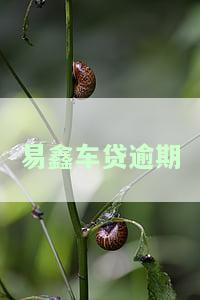易鑫车贷逾期几天内无影响？逾期多长时间会被采取行动？逾期一天会上征信吗？逾期200天能否一次性还清并继续月供？