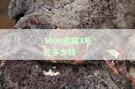 贷款5000逾期3年，究竟要还多少？全解析！