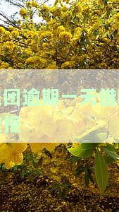 美团逾期一天借款被拒，如何解决？影响再次借款吗？