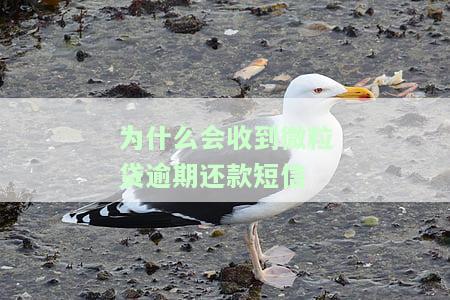 微粒贷为什么会给我发短信通知及提醒？