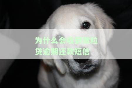 微粒贷逾期天天收到银行账单短信通知：真的吗？系统天天发信息该怎么办？