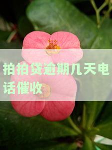 拍拍贷逾期几天电话催收了？该怎么办？会有何影响？