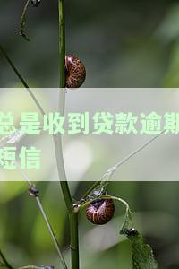 总是收到贷款逾期短信是真的吗？这究竟是怎么回事？