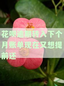 花呗逾期后还款，下个月可以分期吗？