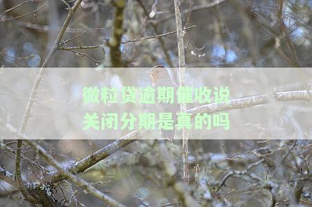 微粒贷逾期催收说关闭分期是真的吗
