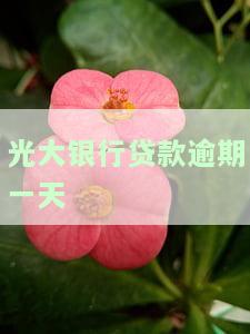 光大银行贷款逾期一天，征信会显示吗？不良记录如何处理？