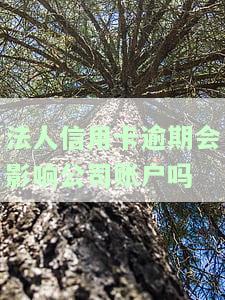 法人信用卡逾期会影响公司账户吗？知乎讨论与解决方案