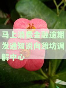 费金融协商电话：客服、安逸花及还款事宜全涵