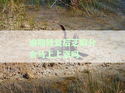 逾期修复后芝麻分会马上上涨吗-逾期修复好以后芝麻多久可以恢复