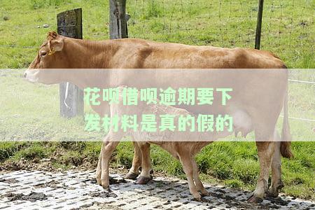 花呗借呗逾期200多天，被告知可能面临律师函及上门调查
