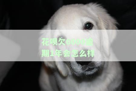 花呗逾期6000多没钱还会有什么后果？会被追到家吗？