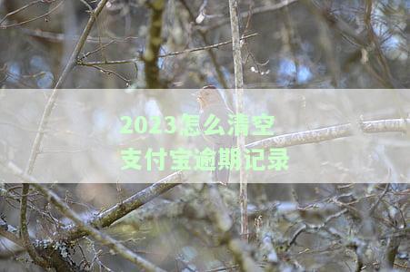 支付宝逾期征信清除：影响、恢复时间及解决方法