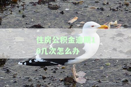 公积金逾期好多次：影响、处理及可能的封存风险