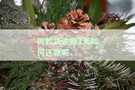 微粒贷逾期2天如何还款？视频教程详解及影响