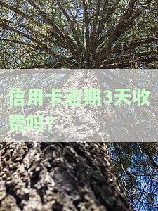 信用卡逾期3天会收费吗？具体金额是多少？