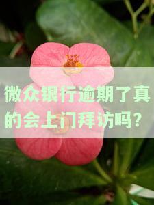 微众银行逾期了真的会上门拜访吗？-微众银行逾期了真的会上门拜访吗安全吗