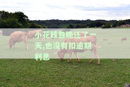 小花钱包晚还款几天：影响、是否上征信及逾期处理