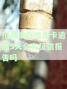 招商银行信用卡逾期5天会否上征信？如何查询相关记录？
