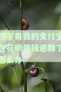 儿子频繁使用我支付宝借花呗，如何解决？
