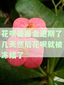 花呗备用金逾期后还款能否解冻？恢复使用需等待多久？逾期严重是否永久无法再次使用？解决方法分享