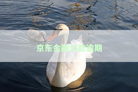 京东金融欠款逾期后如何申请减免？包括本金、利息、罚息和罚款