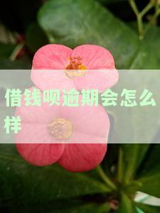 逾期借呗：影响、后果及处理方式全解析
