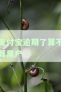 支付宝逾期了是否会影响信用记录？是否会成为黑户？