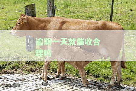 逾期一天就催收合理吗