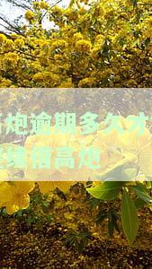 高炮逾期后还能否继续贷款？