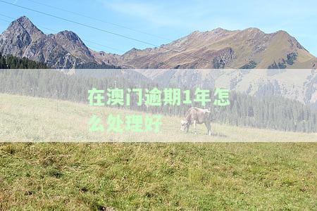 在澳门逾期一年怎么办？影响及解决措