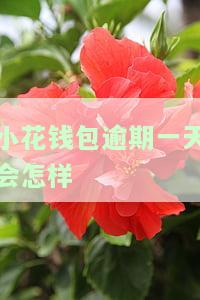 小花钱包：逾期一天还款后还能再借款吗？安全吗？知乎上有相关答案吗？