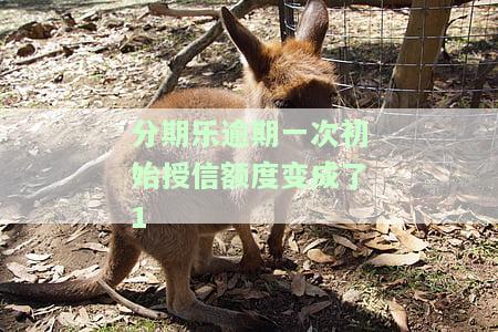 分期乐逾期一次初始授信额度变成了1