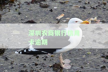 深圳农商银行信用卡逾期