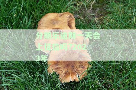 分期乐逾期一天的后果：是否会影响征信及能否再次借款？