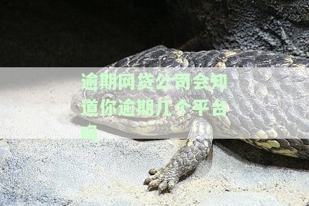 逾期网贷公司会知道你逾期几个平台吗-逾期网贷公司会知道你逾期几个平台吗