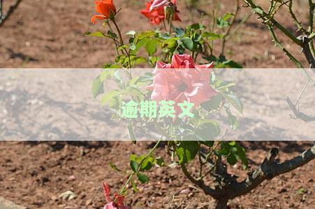 逾期英文怎么说？如何用英语表达逾期？