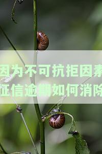 因为不可抗拒因素征信逾期如何消除