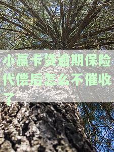 小赢卡贷逾期保险代偿后怎么不催收了-小赢卡贷逾期保险代偿后怎么不催收了呢