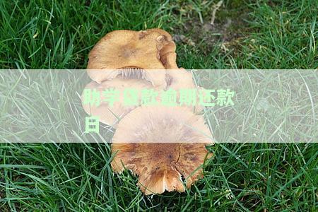 助学贷款逾期还款日期：影响及处理方式