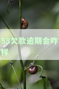 58借款逾期一天后全部还清，还能再借吗？