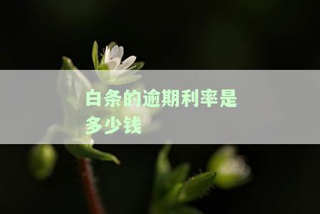 白条的逾期利率是多少？全解答！