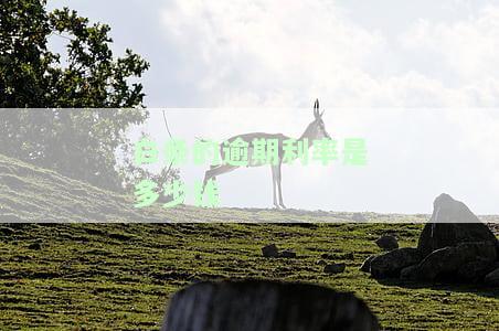 白条逾期利息高吗？如何计算及处理高额利息？