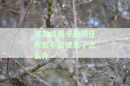 浦发信用卡逾期还款后不能使用了？解决方案在此！